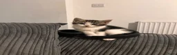 Mixed Breed cats for sale: Two kittens for sale!  in London - Advert 7