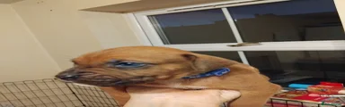 Dark Blue collar- boy- bob tail-merle