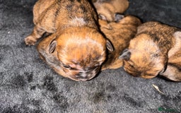 Mixed Breed dogs for sale: Beautiful Rottweiler x bullmastiff puppies - Image 2