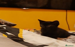Mixed Breed cats for sale: Black Kitten boy  - Image 3