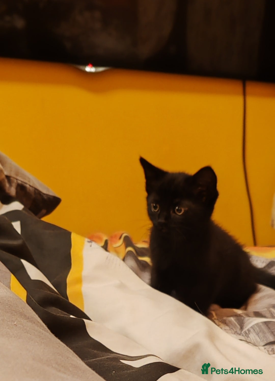 Mixed Breed cats for sale: Black Kitten boy  - Image 3