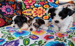 Biewer Terrier dogs for sale: Biewer Tereier Available 2 girls💜  1 Boy💚 - Image 2