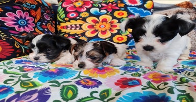 Biewer Terrier dogs - Advert 11