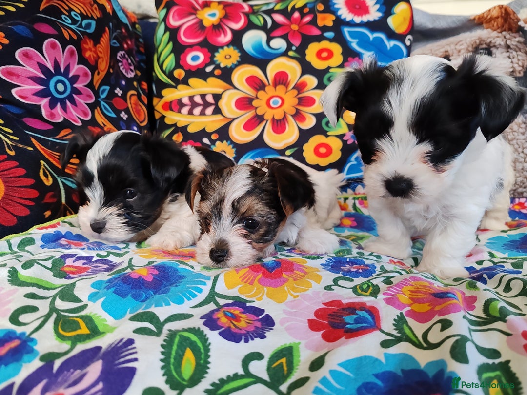 Biewer Terrier dogs for sale: Biewer Tereier Available 2 girls💜  1 Boy💚 - Image 2