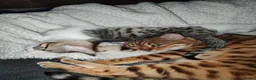 Mixed Breed cats for sale: 1 mix Bengal girl available - Advert 2