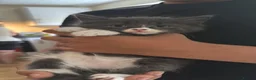 Mixed Breed cats for sale: Mixed breed long haired kittens  in Nottingham - Advert 4