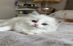 Ragdoll cats for sale: Beautiful pedigree kittens, show quality 💎❤️💎 - Image 27