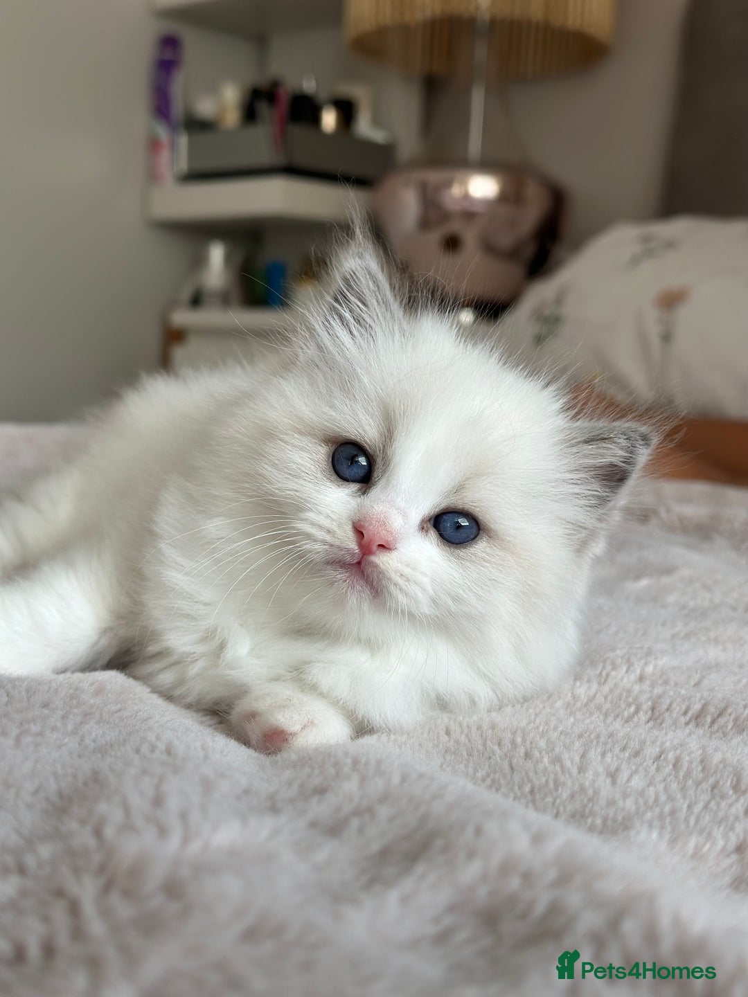 Ragdoll cats for sale: Beautiful pedigree kittens, show quality 💎❤️💎 - Image 27