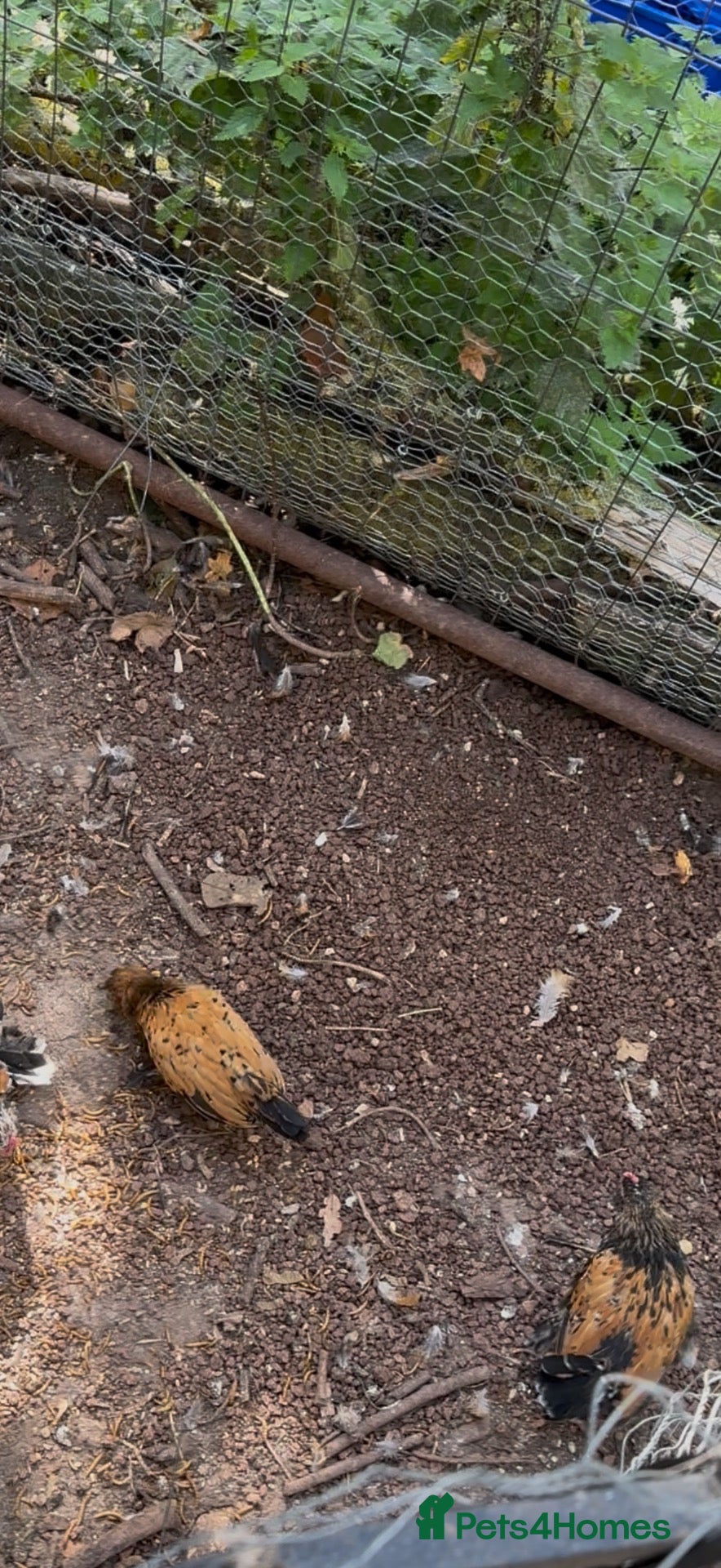 Chickens poultry barbu d’uccle bantams - Advert 5