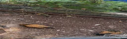 Chickens poultry for sale: barbu d’uccle bantams - Advert 1