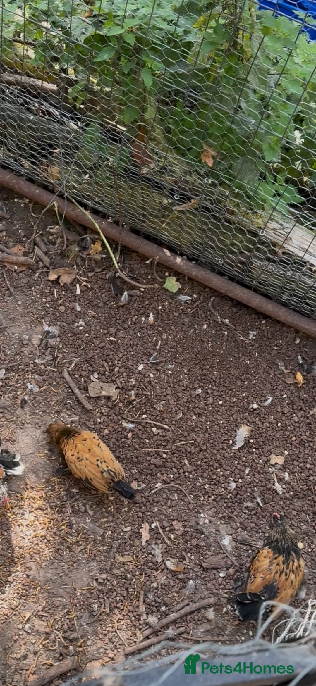 Chickens poultry for sale: barbu d’uccle bantams - Advert 1