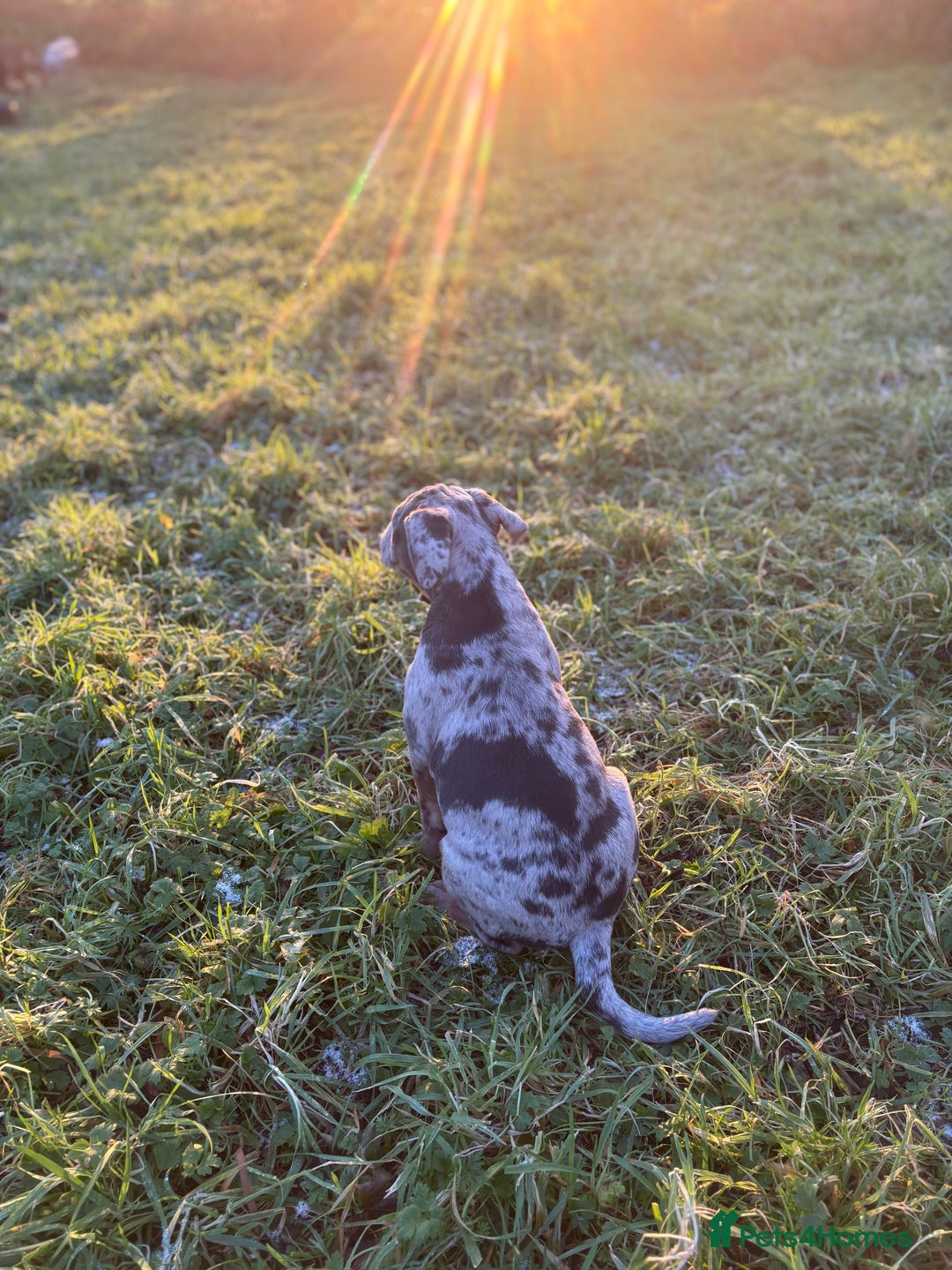 Olde English Bulldogge dogs for sale: 3 male puppy Olde English Bulldogges left - Advert 5