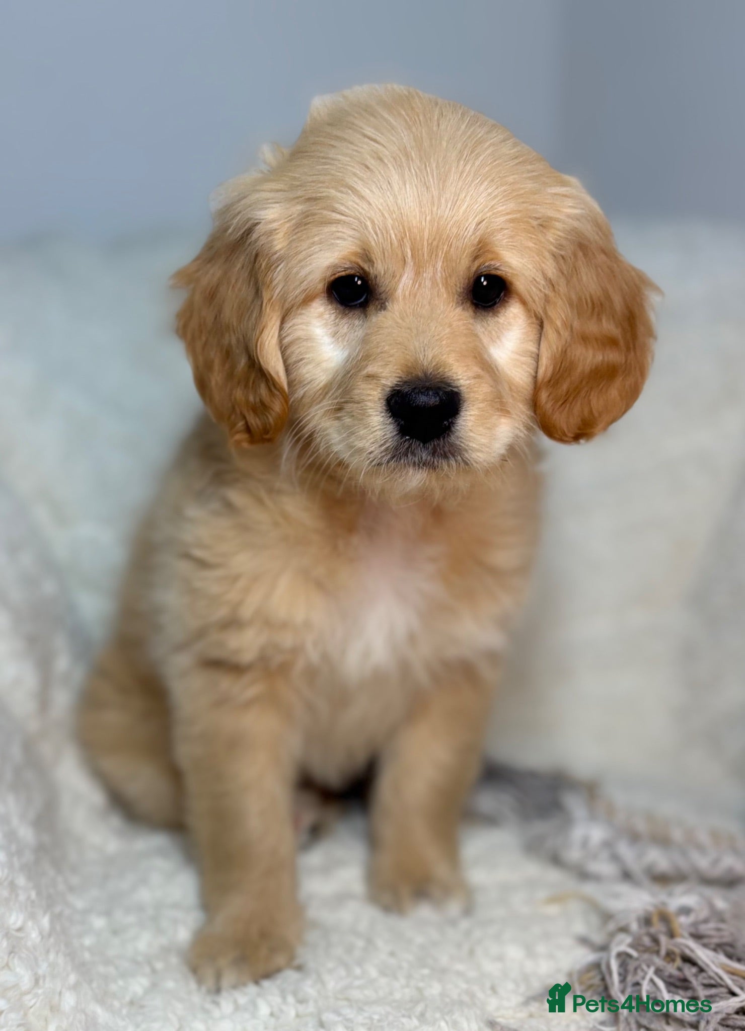 Goldendoodle dogs  Health Tested Multigen Goldendoodle Puppies  - Advert 2