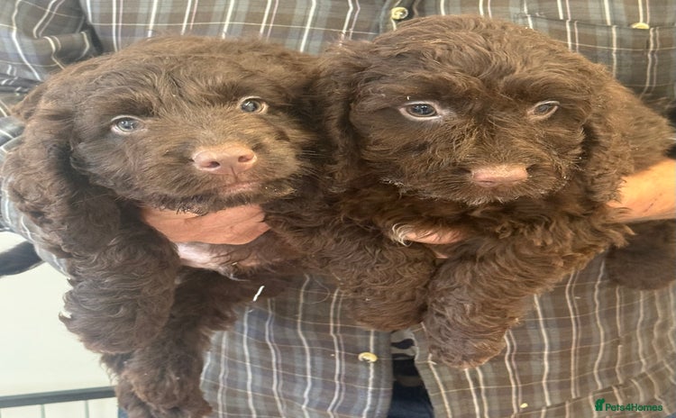 Cockapoo dogs - Advert 1