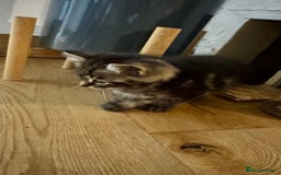 European cats for sale: Kitten for sale male  - Image 1