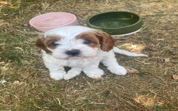 Cavapoo dogs for sale: 8 week old Cavapoo girl - Image 3
