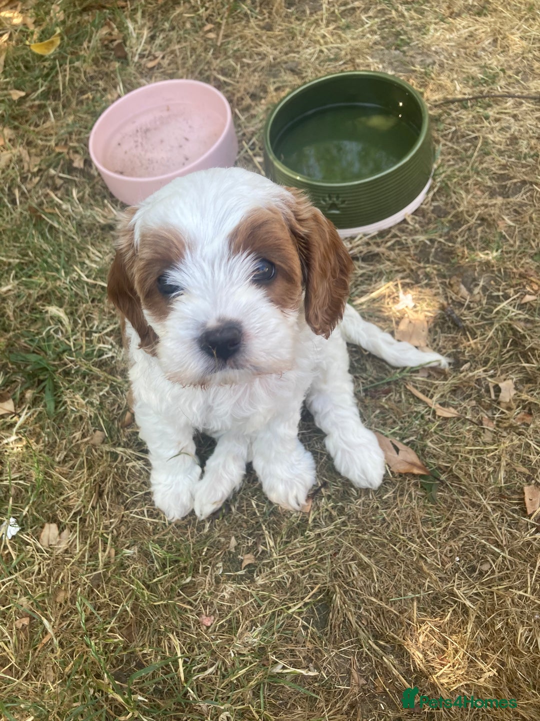Cavapoo dogs for sale: 8 week old Cavapoo girl - Image 3