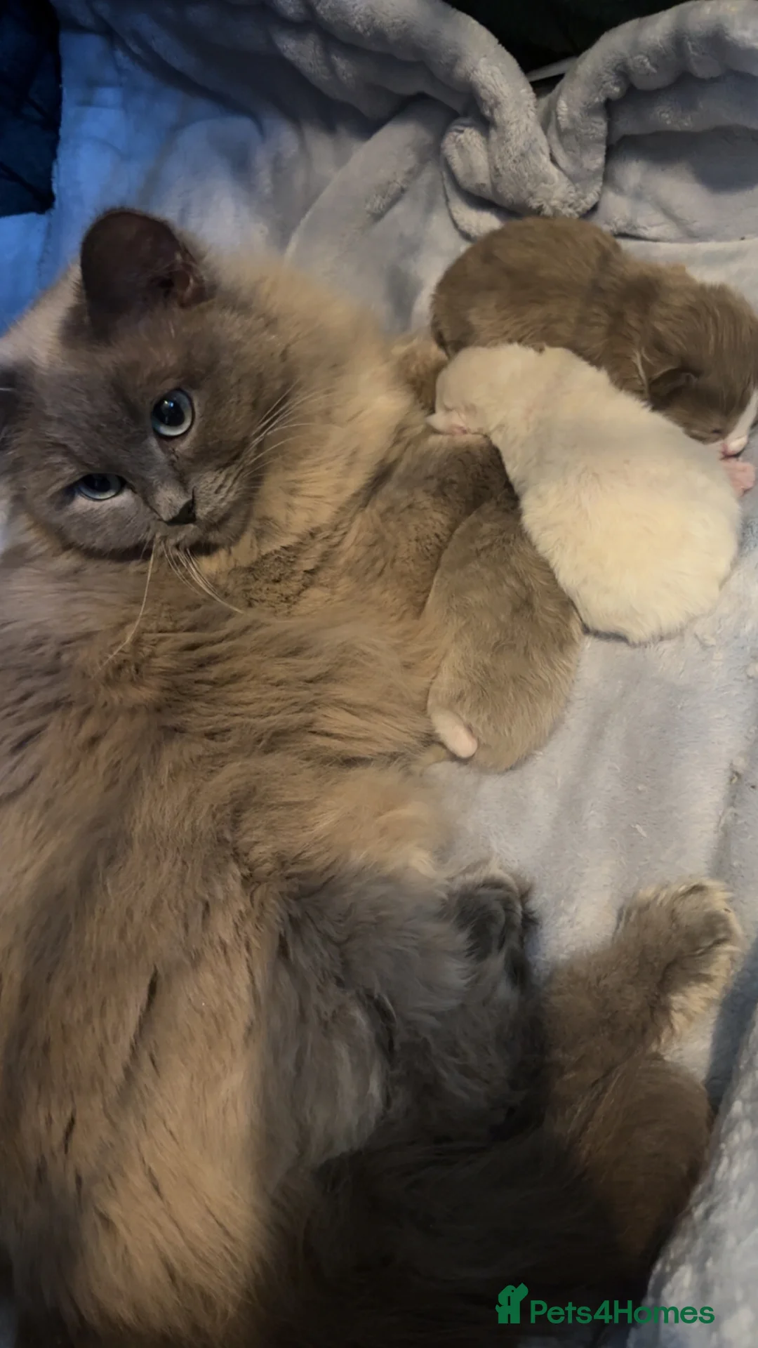 Ragdoll cats for sale: Full pedigree registered tica mink/sepia babies  - Advert 1