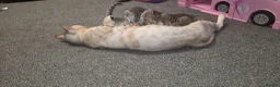 Bengal cats for sale: 🐾 Beautiful Bengal Cross Kittens 🐾 - Advert 5
