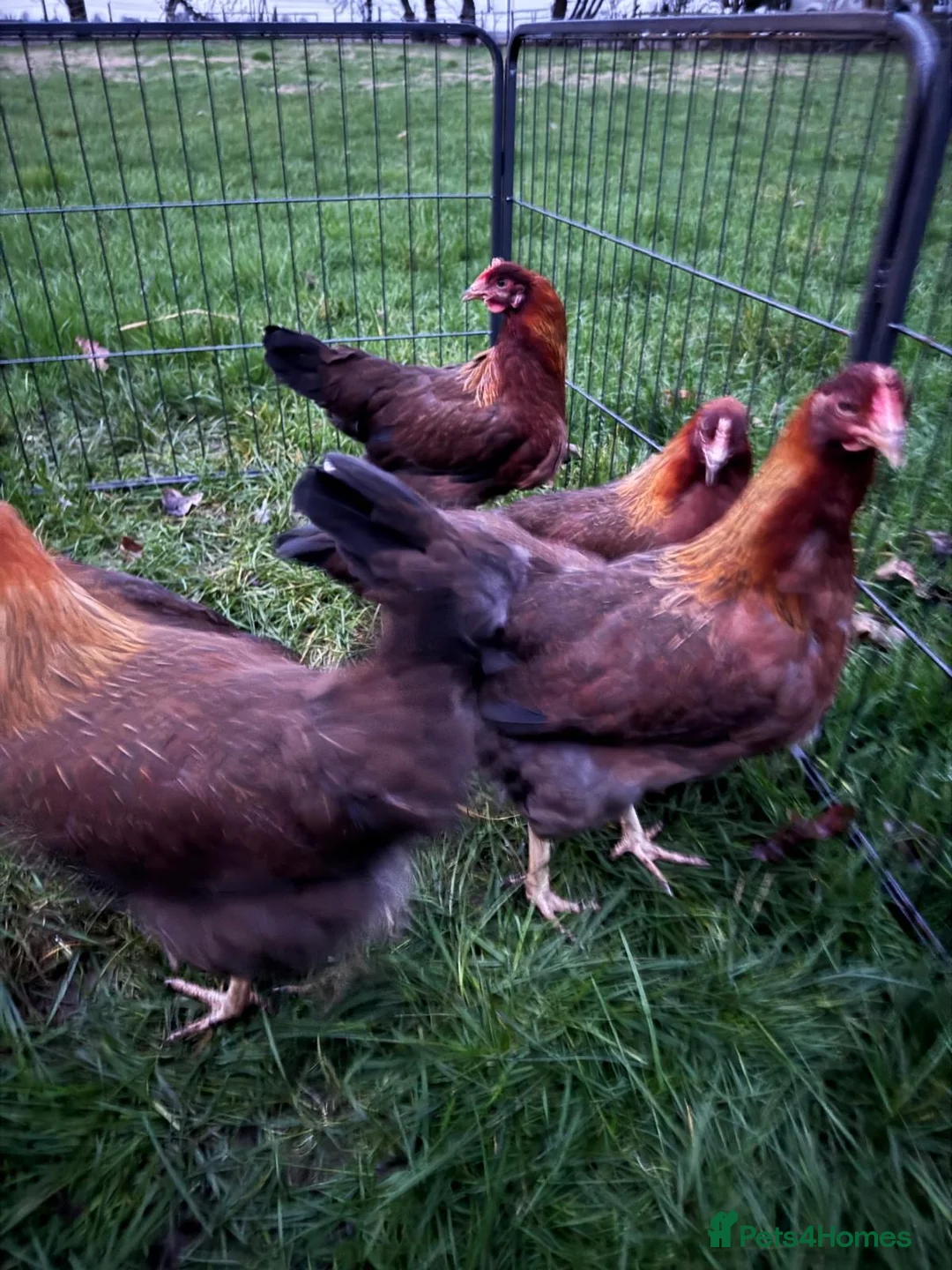 Chickens poultry for sale: Welsummers - Advert 4