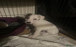 Mixed Breed dogs for sale: Lurcher x wiggy pups - Image 5