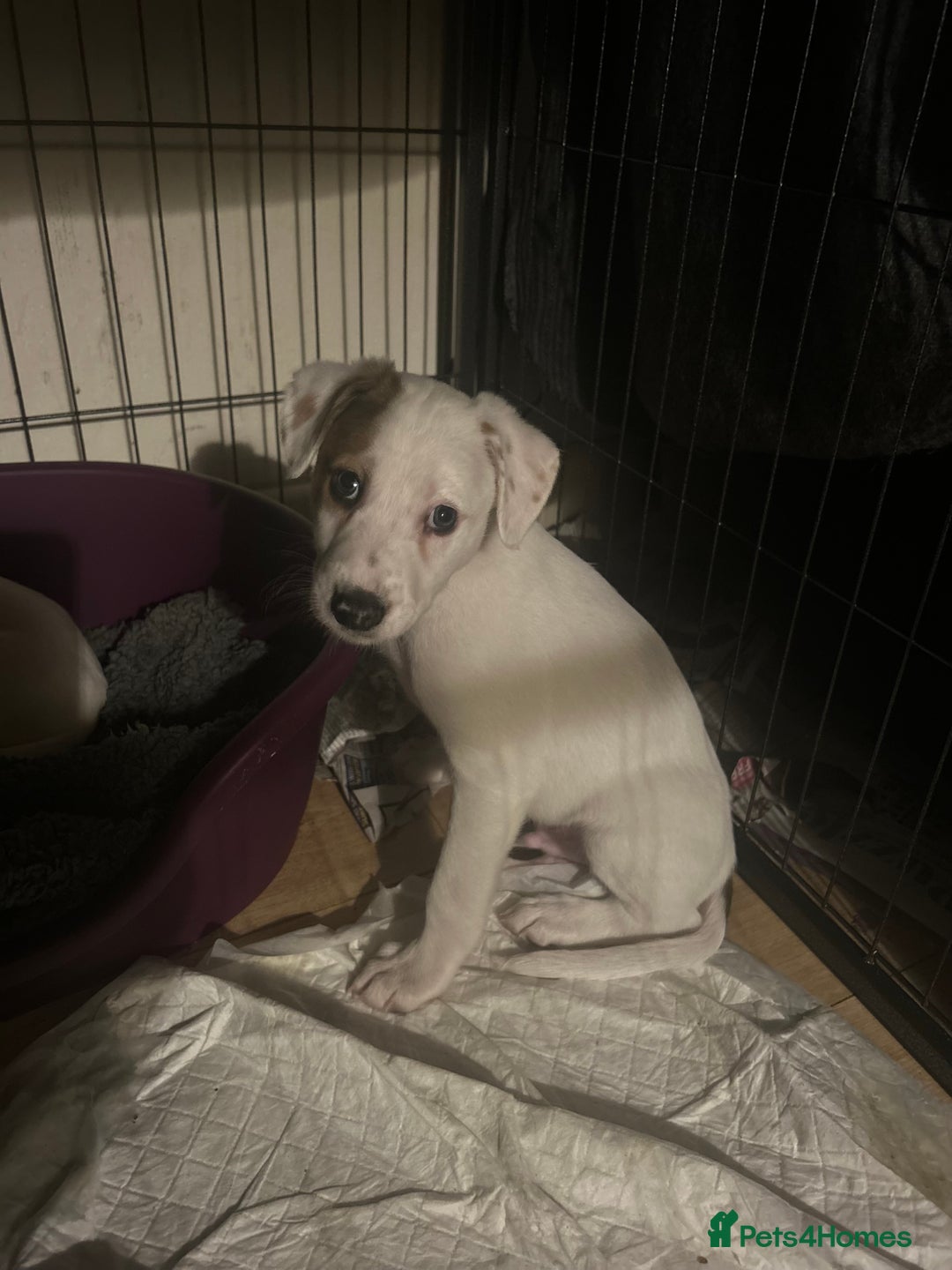 Mixed Breed dogs for sale: Lurcher x wiggy pups - Image 5
