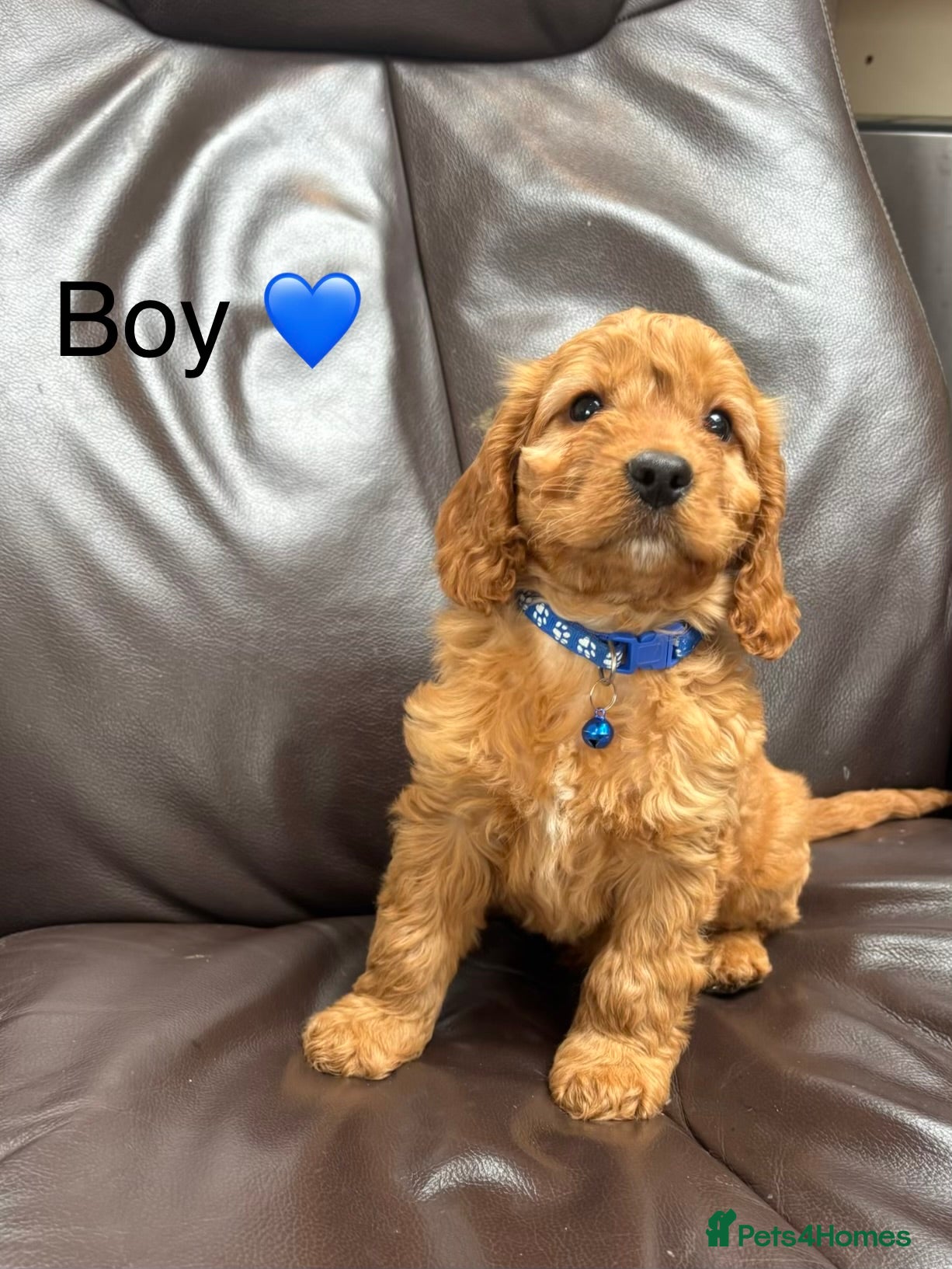 Cockapoo dogs F1 Cockapoo Puppies Ready Now! - Advert 5