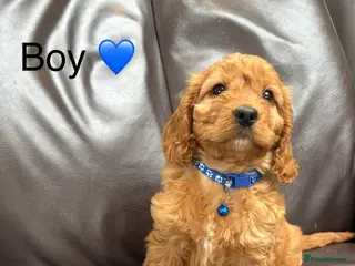 Cockapoo dogs F1 Cockapoo Puppies Ready Now! - Advert 16