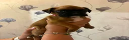 Boxer dogs for sale: Boxer puppies  - Advert 2