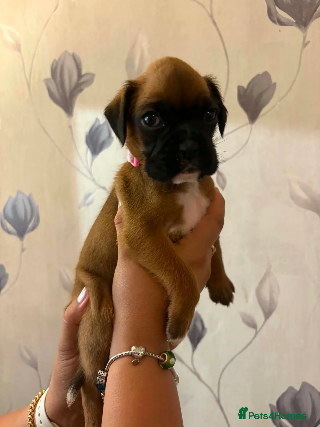 Boxer dogs for sale: Boxer puppies  - Advert 2