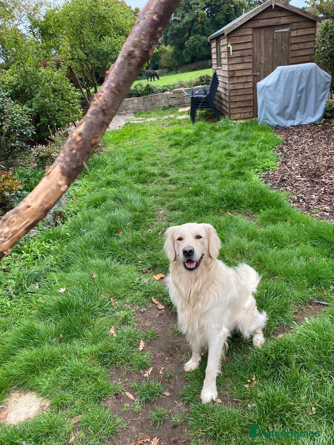 Golden Retriever dogs for sale: 2 year old Golden Retriever Zaki - Image 6
