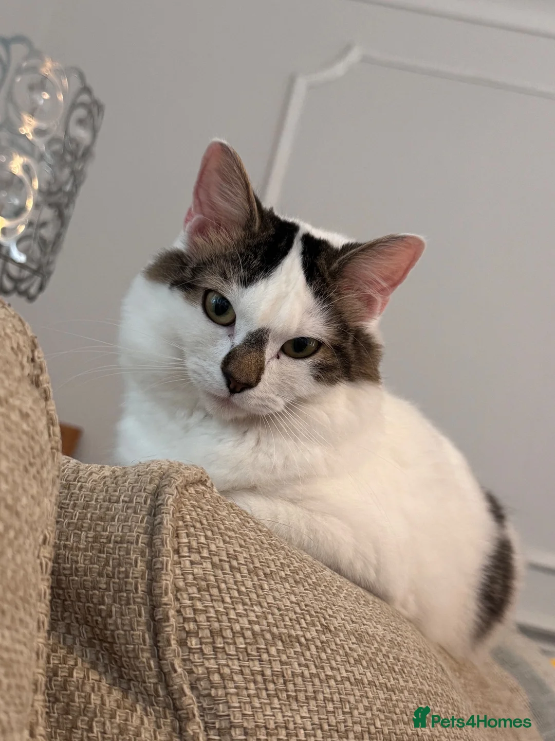 Mixed Breed cats for sale: 2 beautiful male Tabbies. Ready September 7th - Advert 3