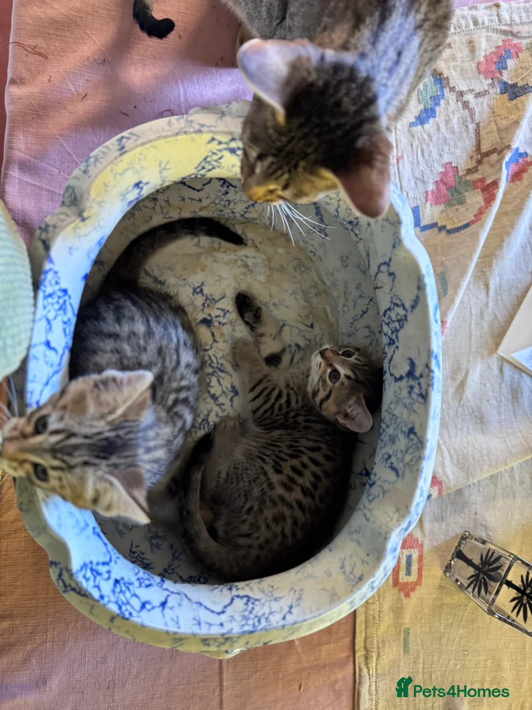 Savannah cats for sale: Savannah X Kittens  - Advert 12