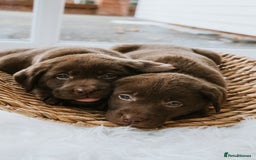Labrador Retriever dogs for sale: Chocolate Labrador puppies  - Advert 14