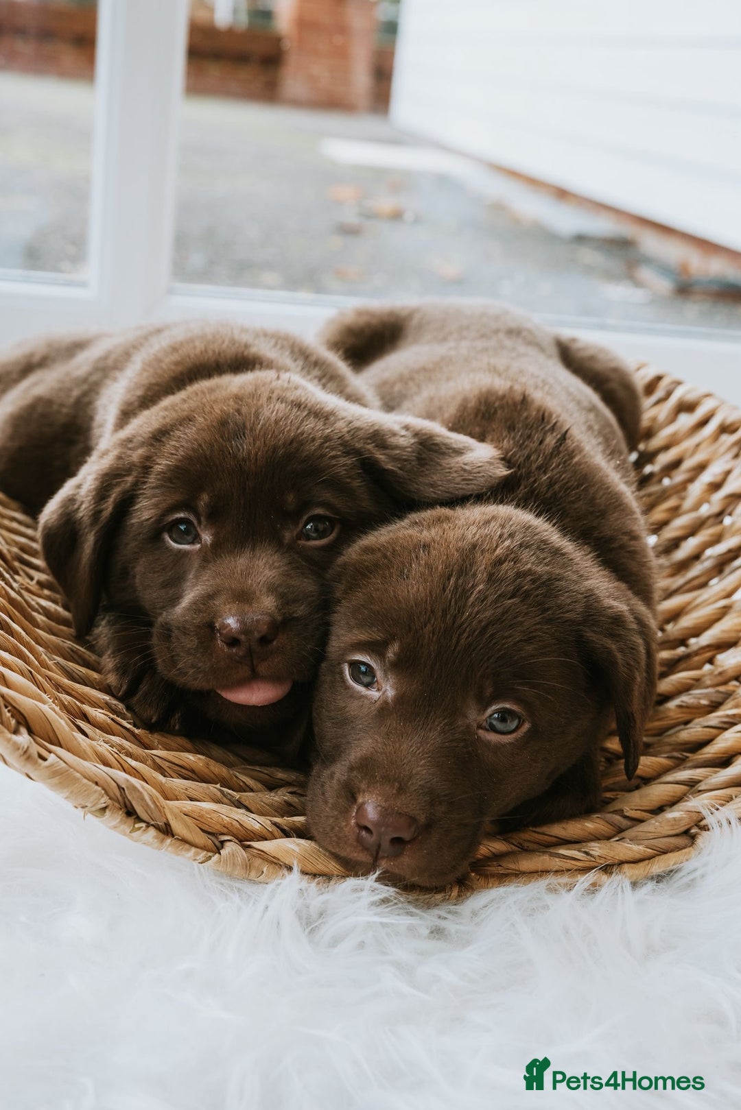 Labrador Retriever dogs for sale: Chocolate Labrador puppies  - Advert 14