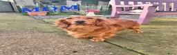 Dachshund dogs for sale: Pra clear,Last 3 beautiful LH Dachshund puppies💗 - Advert 7