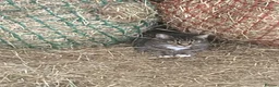 Mixed Breed cats for sale: Farm reared kittens  - Advert 2