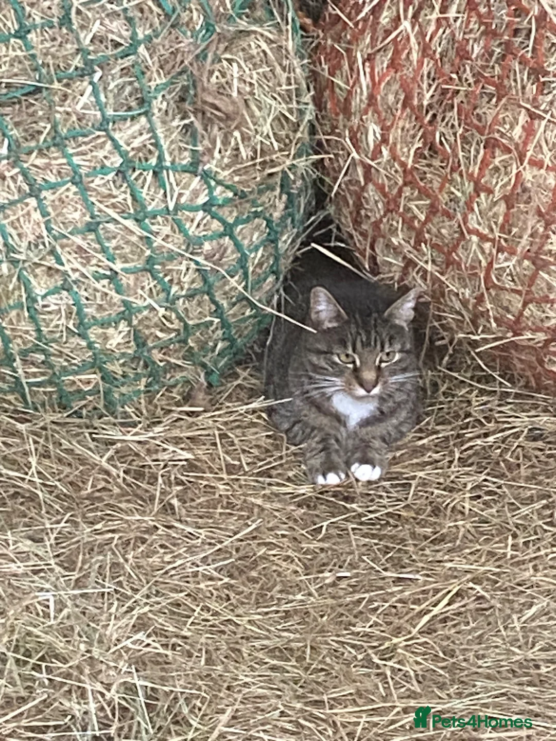 Mixed Breed cats for sale: Farm reared kittens  - Advert 2