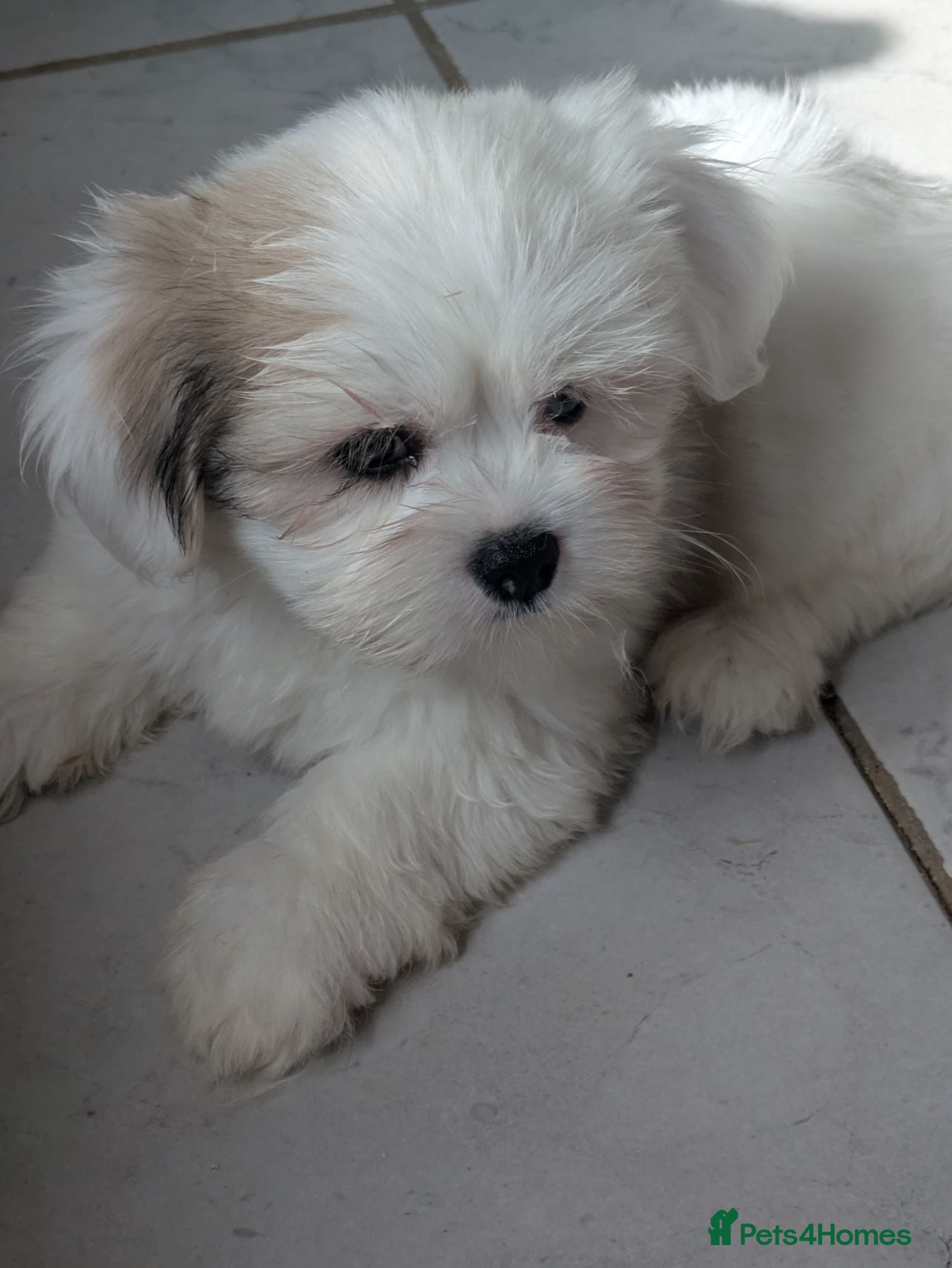 Lhasa Apso dogs Lhasa apso puppies  - Advert 13
