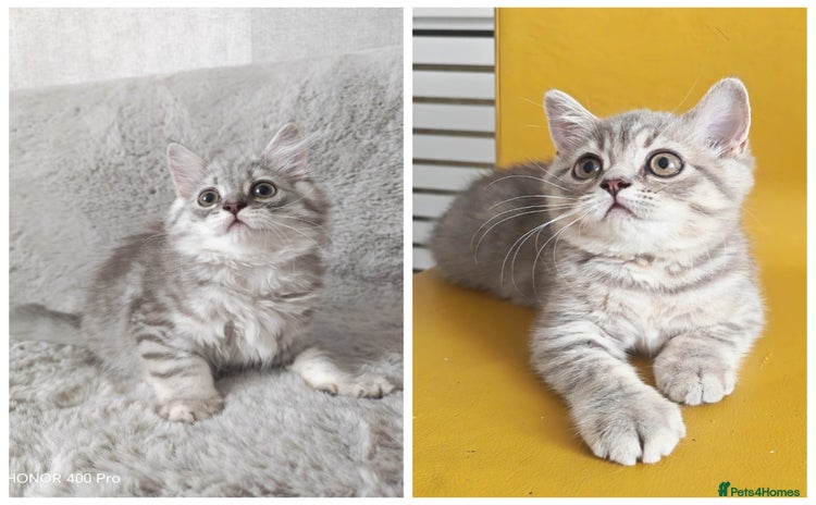 British Shorthair cats - Advert 16