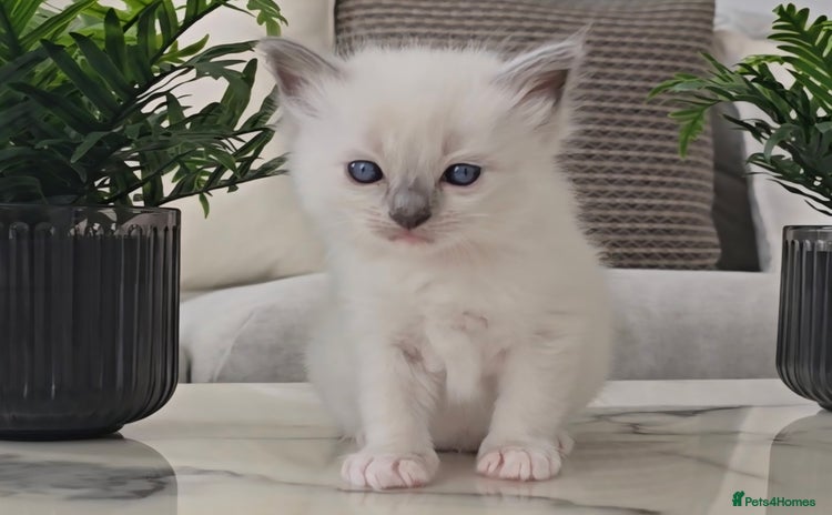Ragdoll cats - Advert 4