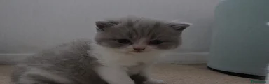 British Shorthair Kitten 3
