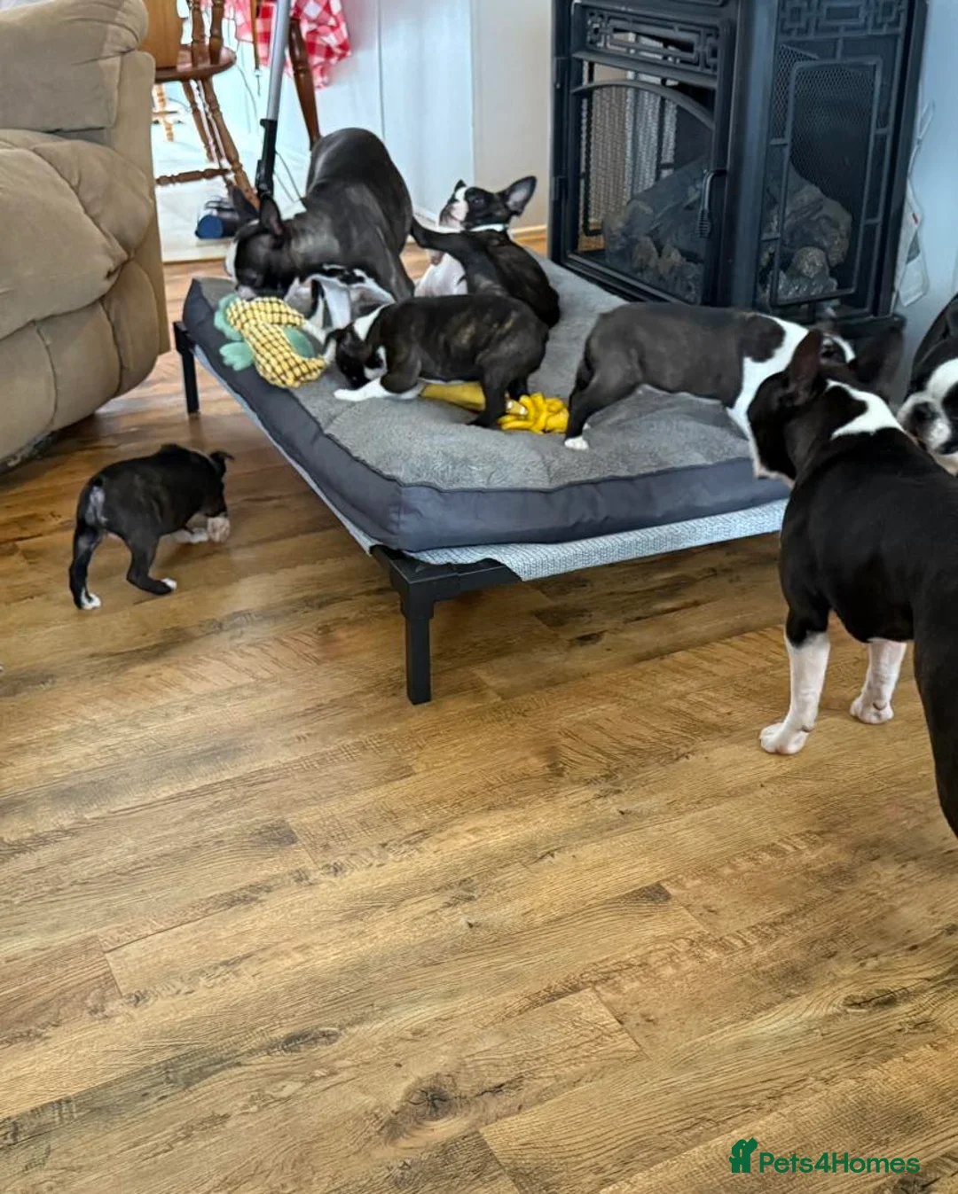 Boston Terrier dogs for sale: Perfect Purebred Boston terriers puppies - Advert 2