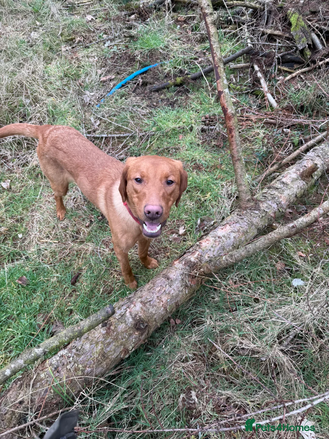 Labrador Retriever dogs for sale: OZZY  in Penrith - Advert 1