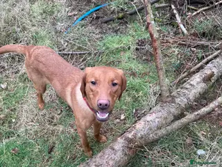 Labrador Retriever dogs OZZY - Advert 1