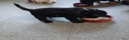 Mixed Breed dogs for sale: Two Beautiful Frenchie Poo Girls - Advert 11