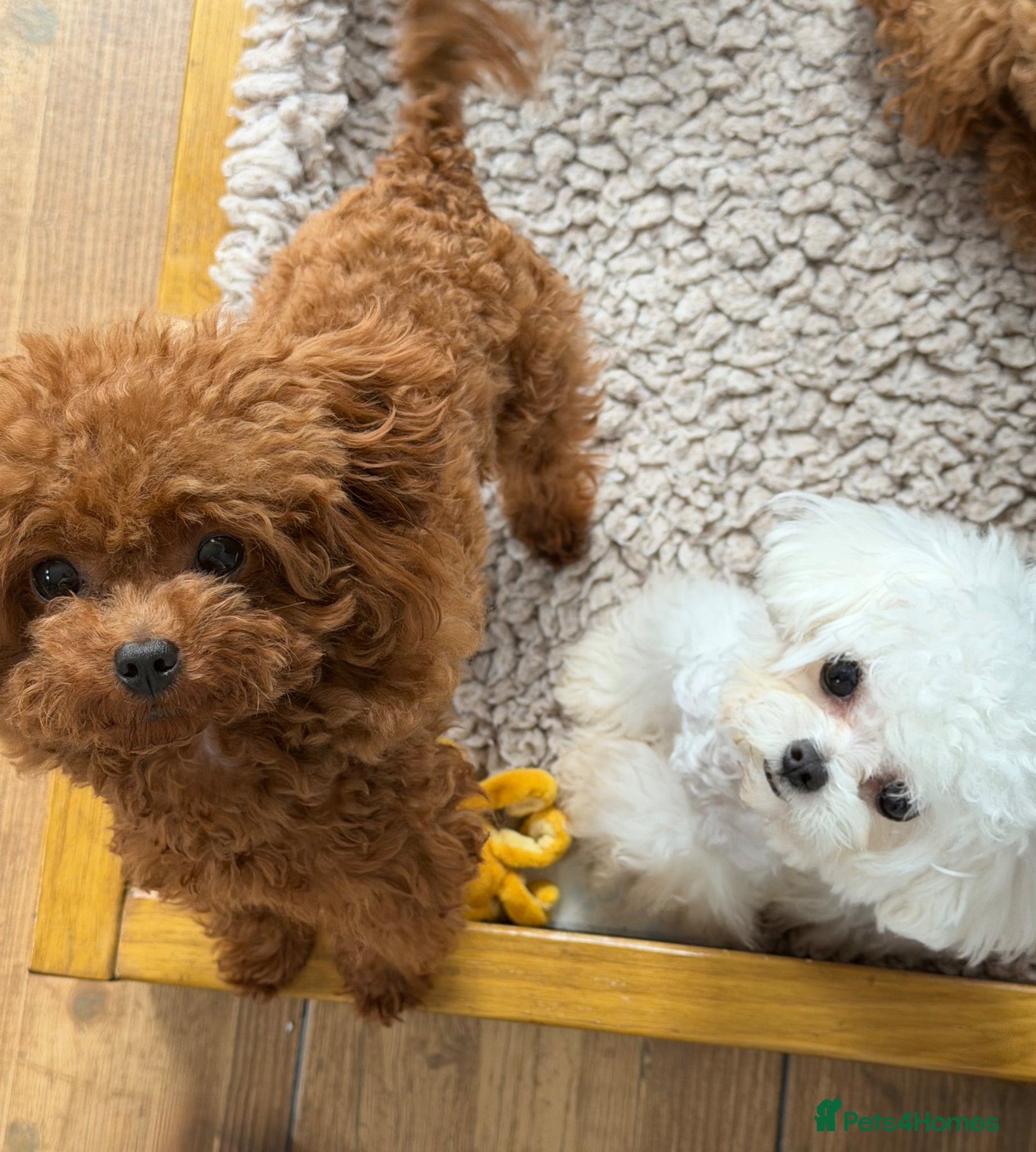 Toy Poodle dogs Special Offer 🍒 Tiny Red Asian Poodle for Stud 🍒 - Advert 17