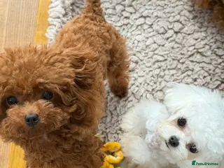 Toy Poodle dogs Special Offer 🍒 Tiny Red Asian Poodle for Stud 🍒 - Advert 17