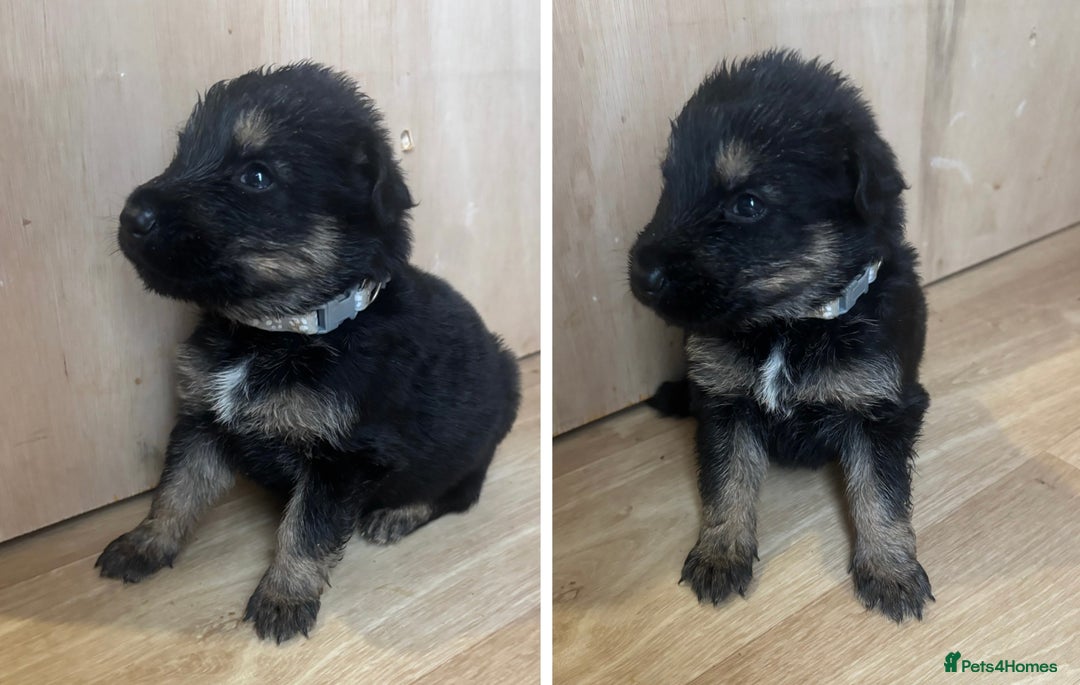 German Shepherd dogs for sale: German Shepherd Pups - Advert 11