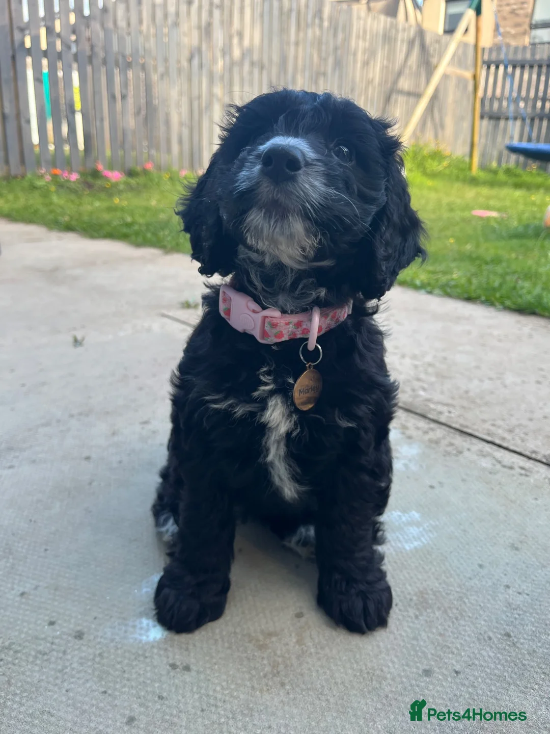 Cockapoo dogs for sale: Cockapoo Puppy for sale  - Advert 2